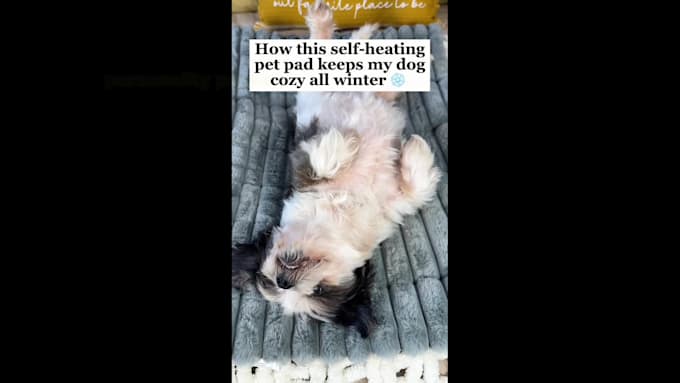 create pet ugc for your dog products or services