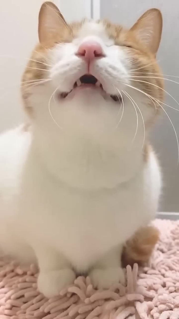 create high converting cat ugc video ads for your pet brand