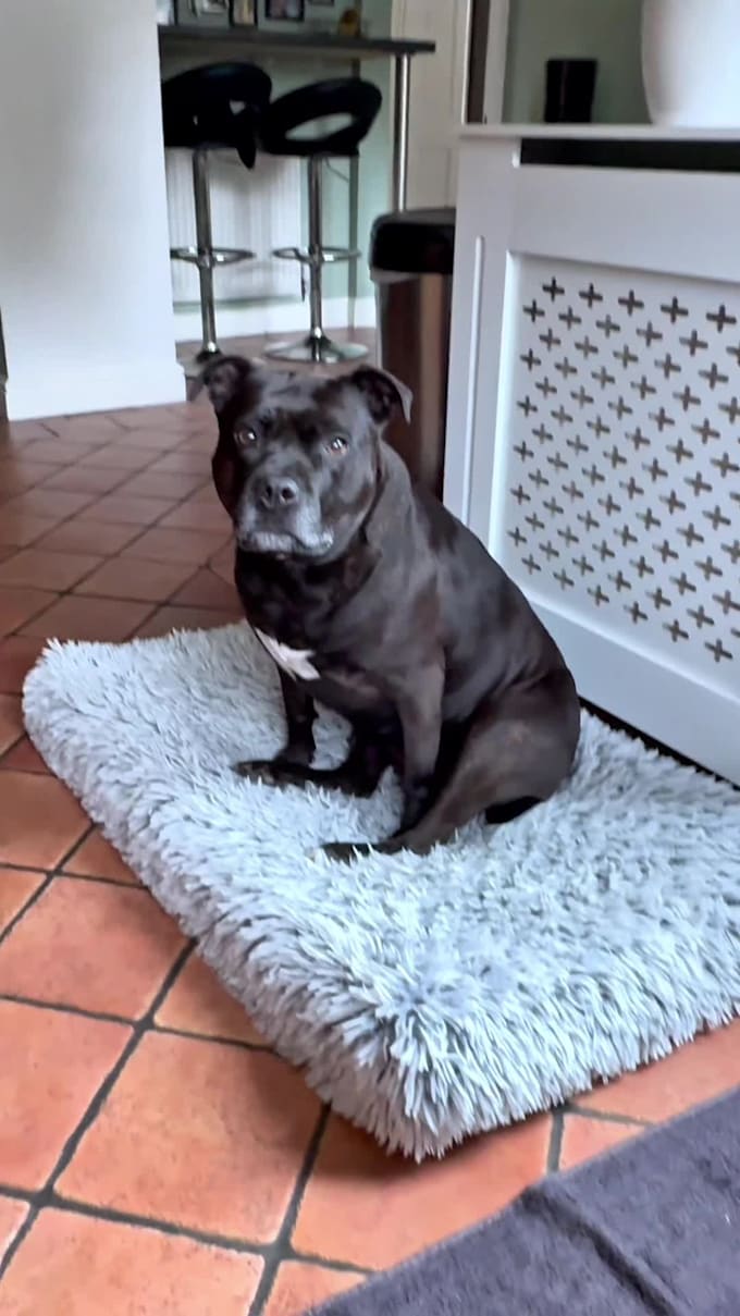create dog ugc for your pet brands products