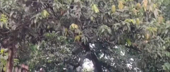 enjoy mangoes in summer