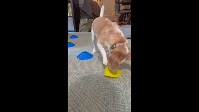 create high converting pet ugc videos for social media
