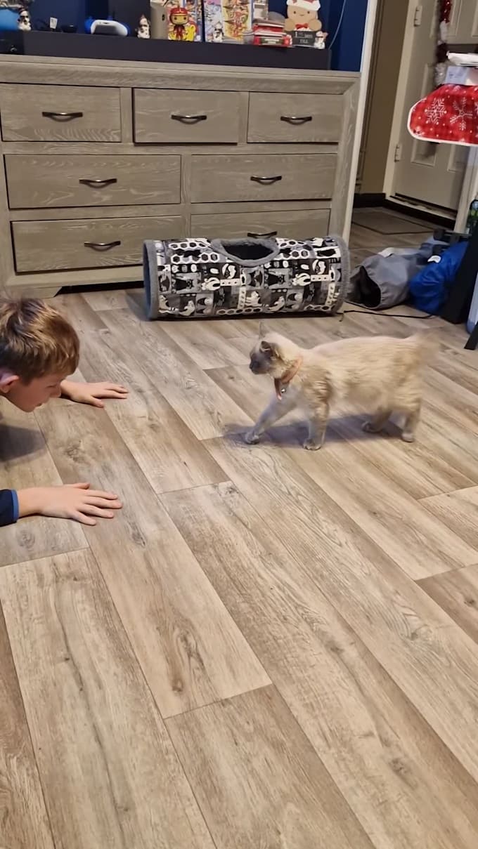 create premium cat ugc videos featuring my ragdoll for your pet brand