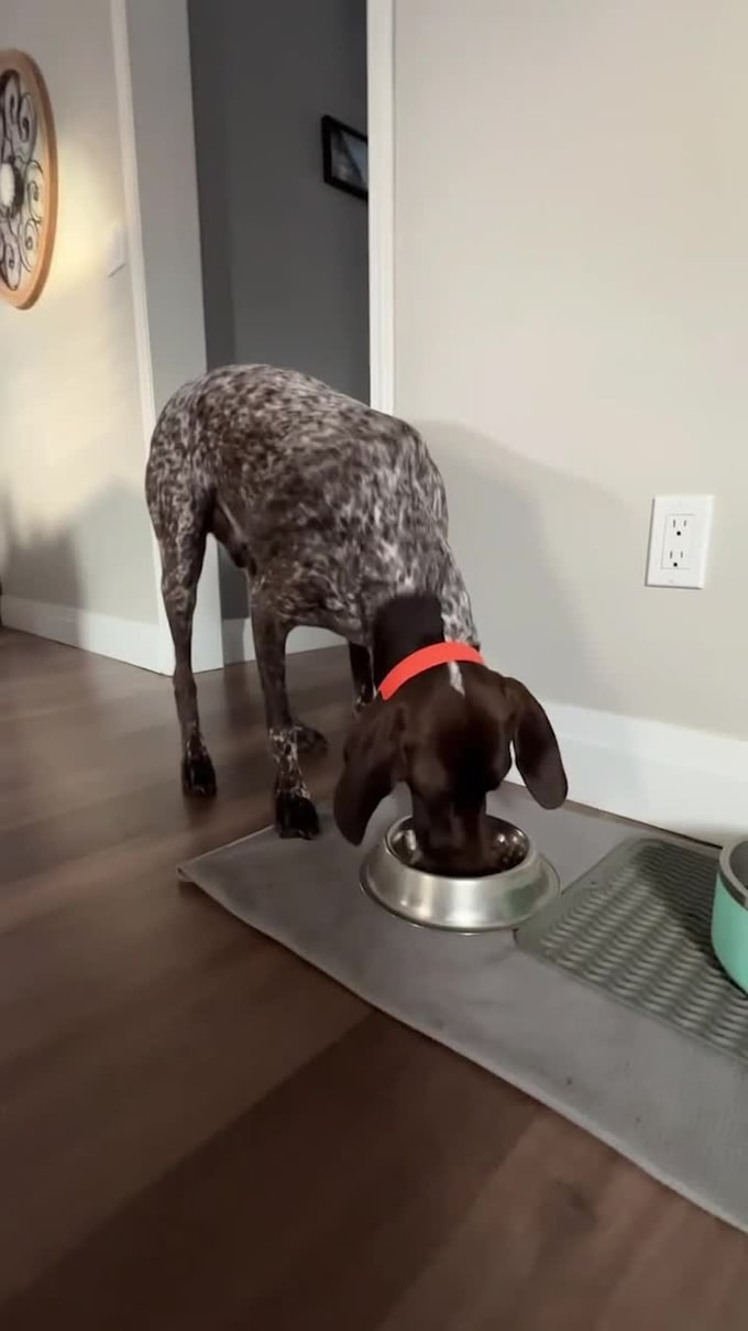 create dog ugc videos