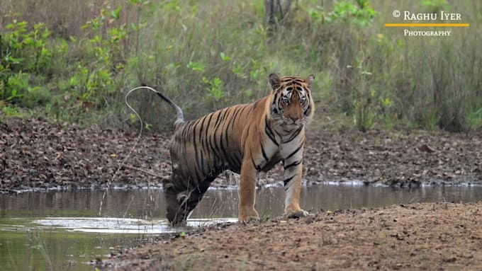 provide professional wildlife and nature photography