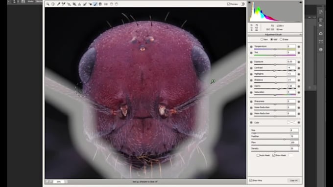 focus stack, stitch your images