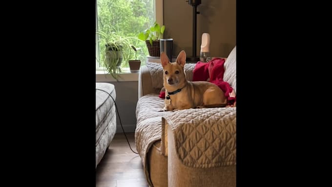 be your mature ugc creator for your pet brand