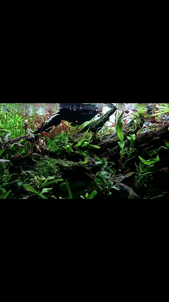 design a professional planted aquarium aquascape