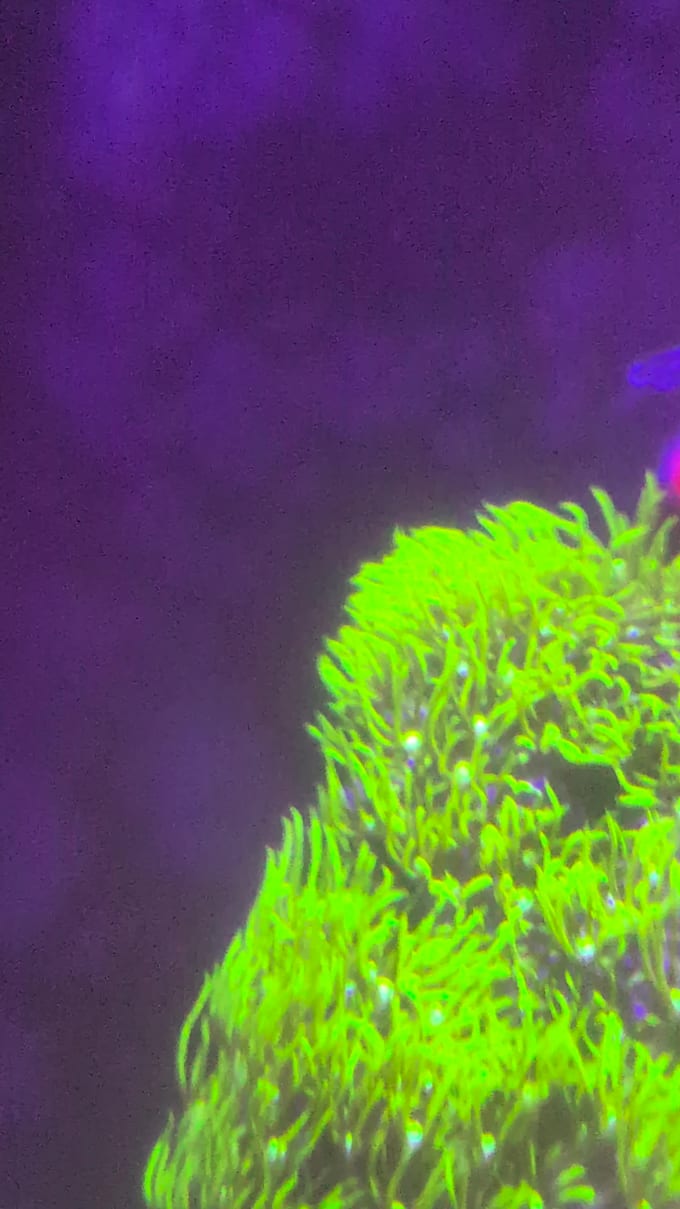 be your expert aquarium and reef consultant