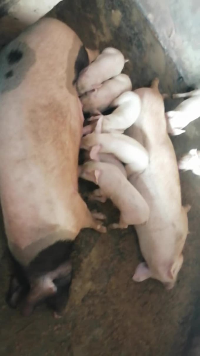 profitable piggery business plan and feasibility study