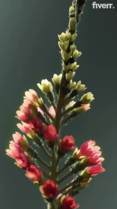 realistic 3d plant animation 3d flower animation 3d cgi animation 3d plant