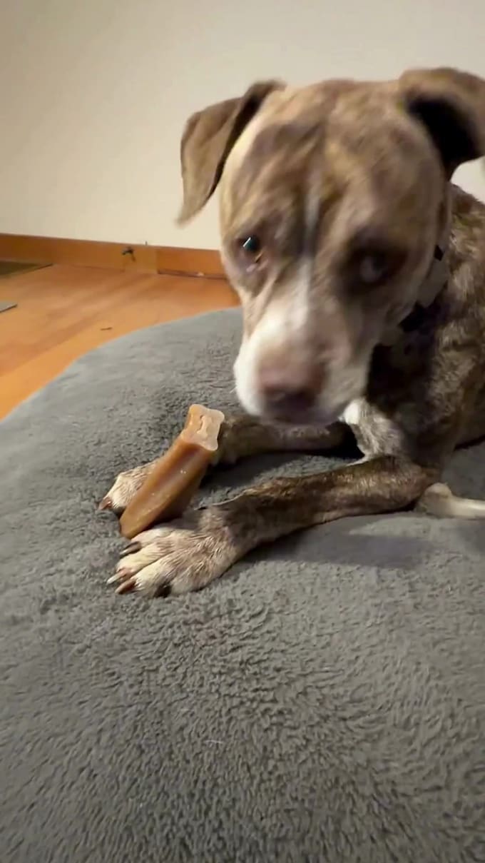 create engaging pet ugc videos as a spokesperson for your brand