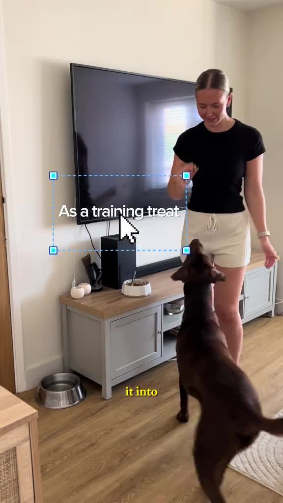 create engaging pet ugc videos for pet brands, products a