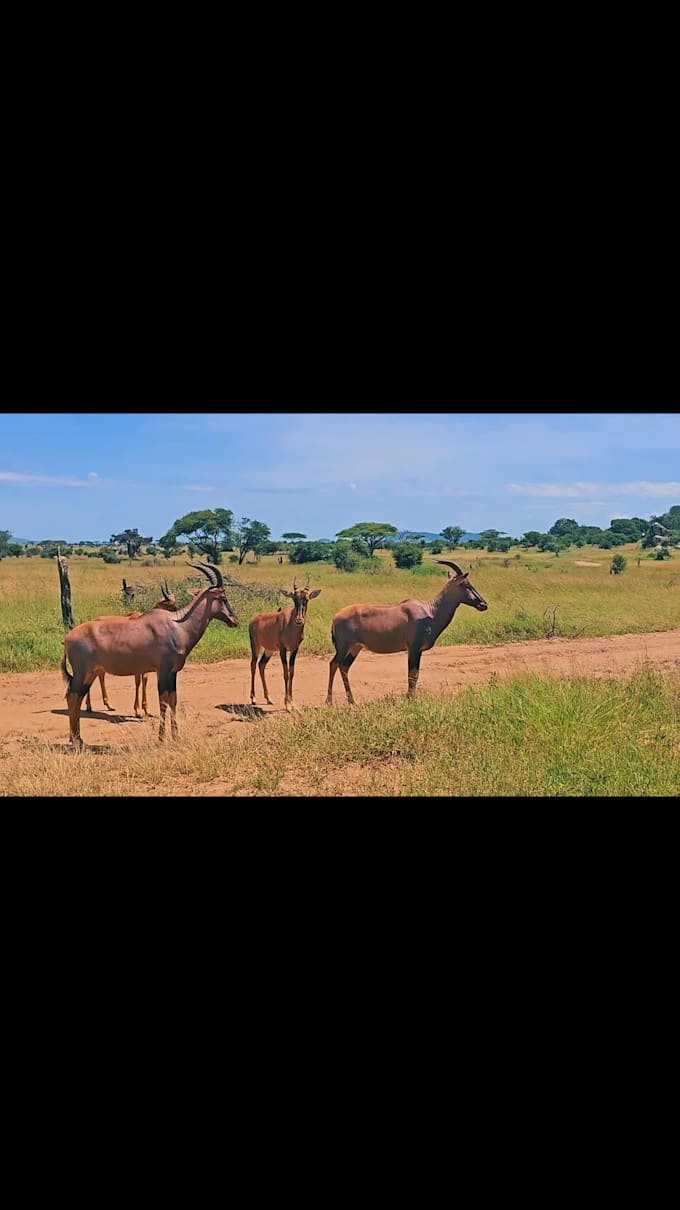 create a custom tanzania safari itinerary