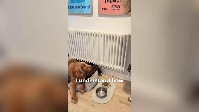 create dog and pet ugc videos for your brand