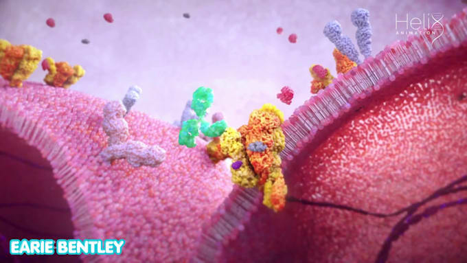 create 3d antibody binding protein interaction and moa animation