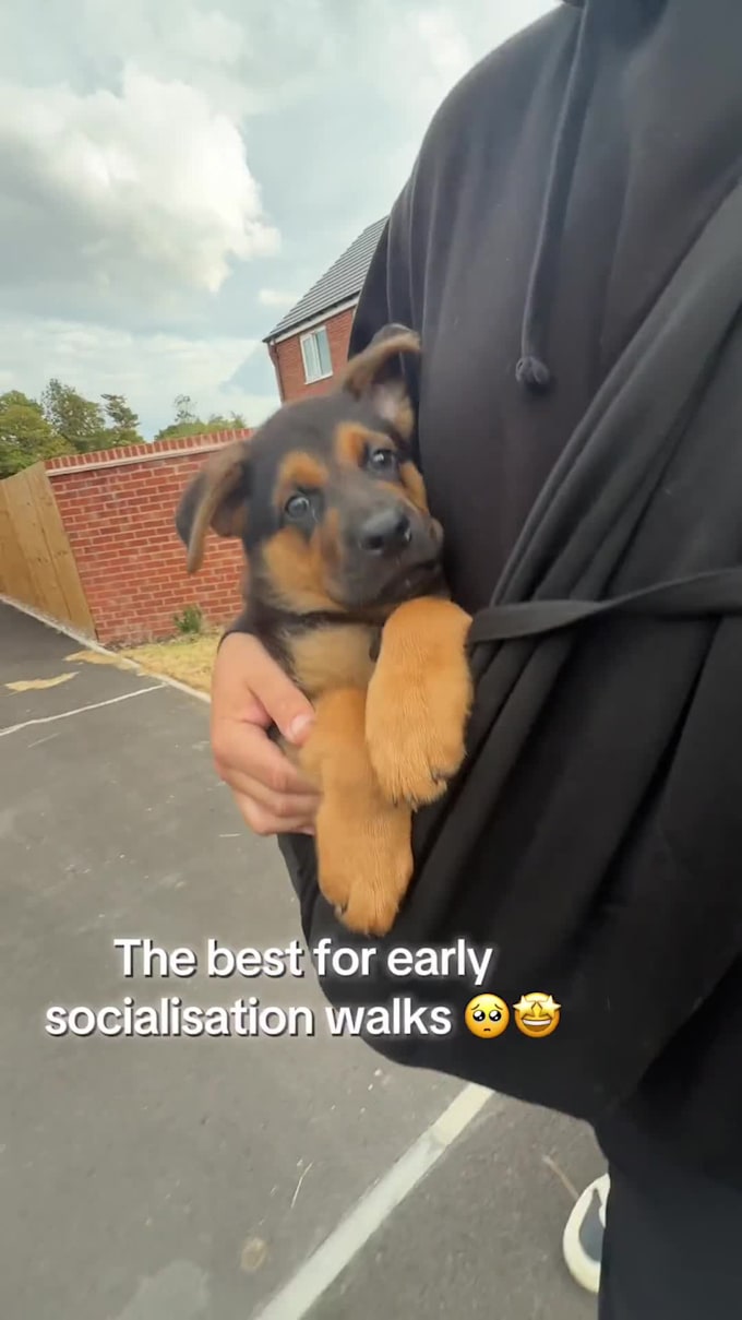 boost sales with scroll stopping pet ugc video ads