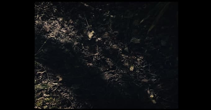 professionally edit and color grade video project