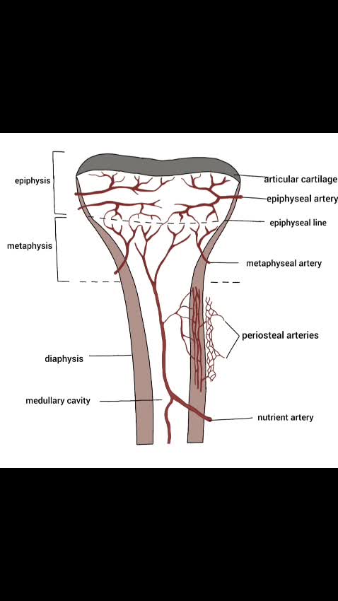 do anatomy and medical illustration