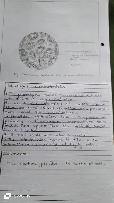 create neat and attractive handwritten notes