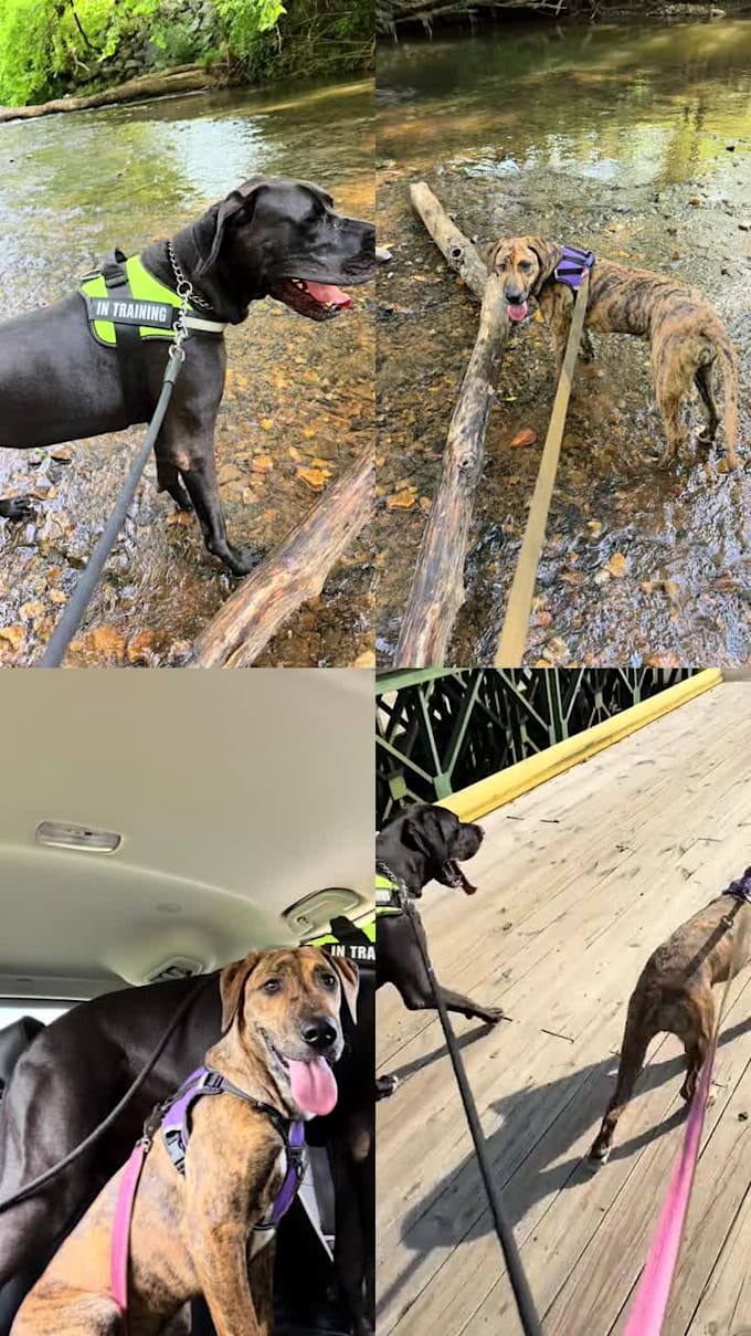 create authentic pet ugc video content for your dog brand