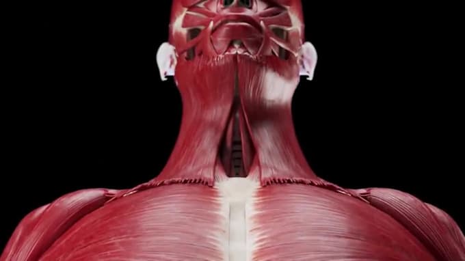 do 3d cgi medical animation for surgery, anatomy, forensic, visualization
