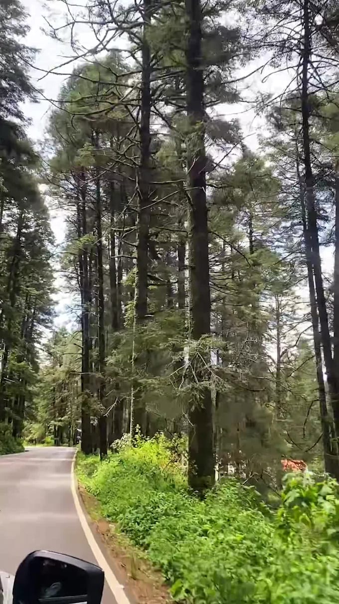 edit professional tiktok and instagram reels with capcut