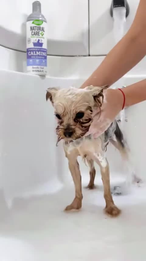 engaging pet ugc videos, dog ugc, cat ugc, viral pet ugc videos