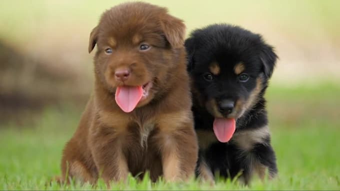 edit cute and emotional pet video