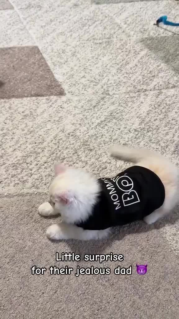 create engaging cat ugc videos for your pet brand