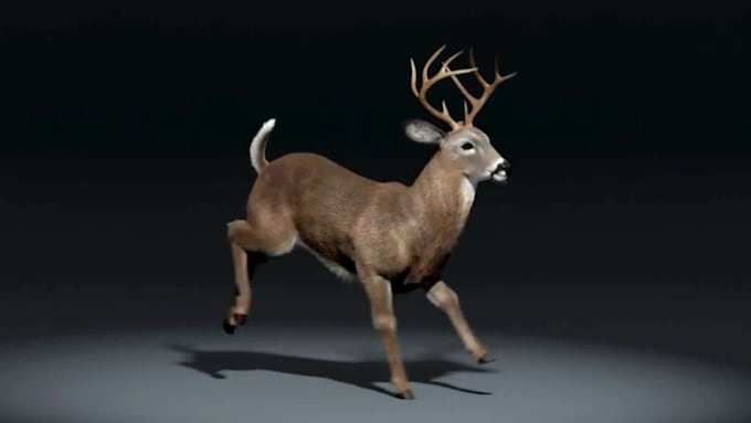 create realistic 3d animal animation creatures models and rigging
