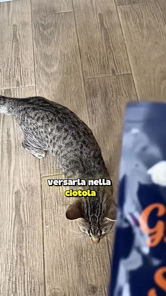 create a ugc video feauturing my cat