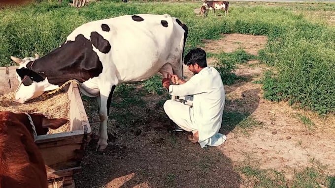 make or wish happy birthday funny video while cow milking