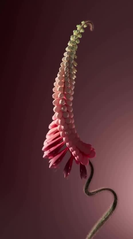 do 3d plant animation 3d flower animation flower animation plant and flower wave