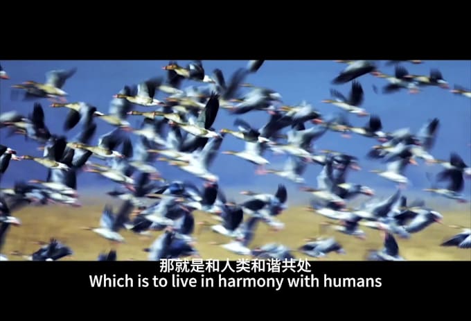 reliable professional chinese dubbing