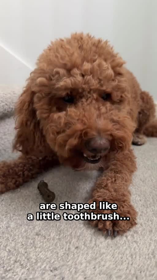 create ugc videos for dog or pet brands
