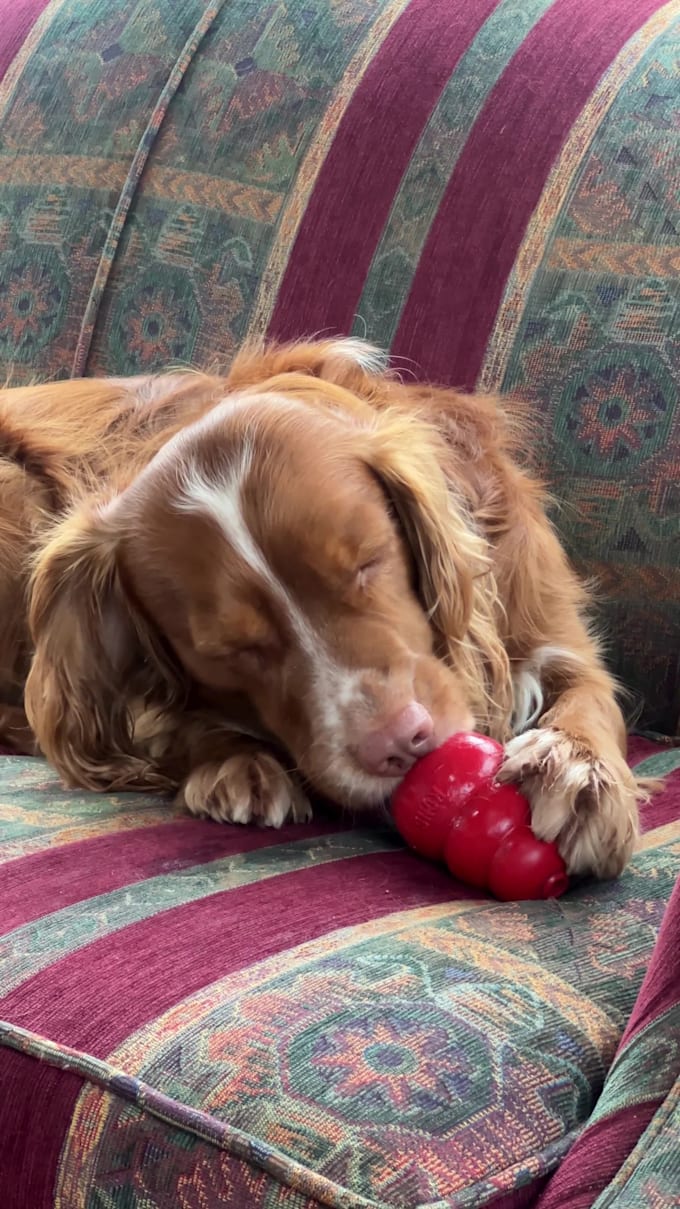 create authentic dog ugc videos for your pet brand