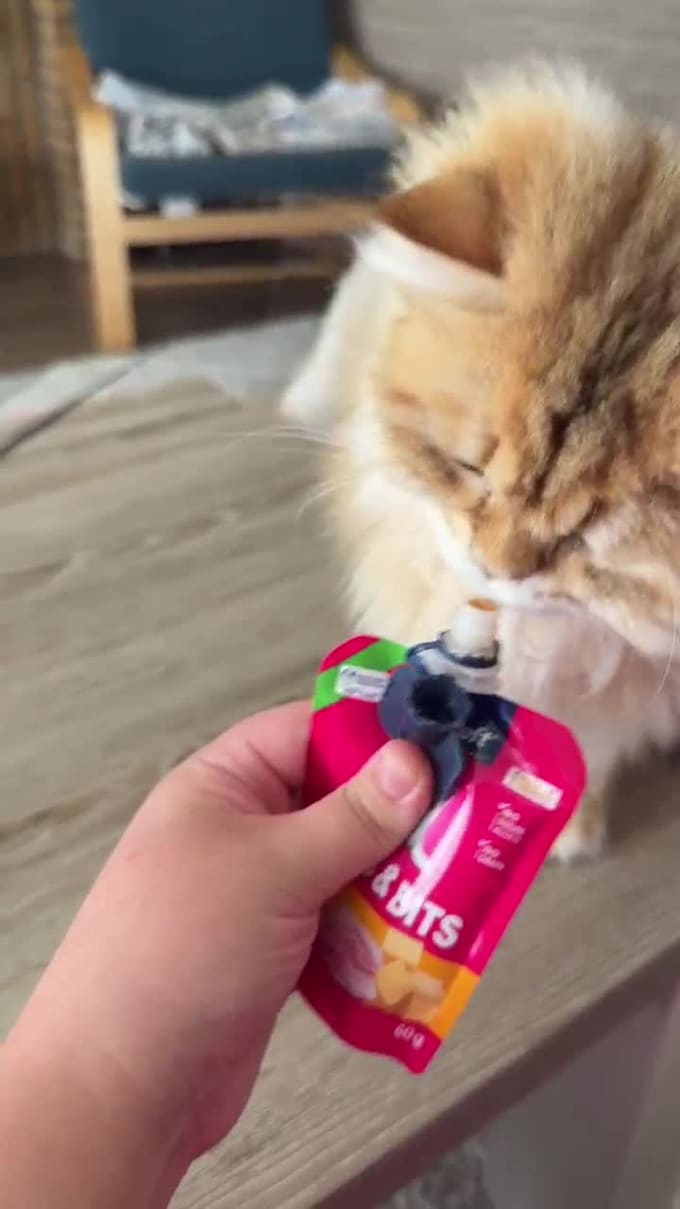 create cute and engaging ugc videos with my cat