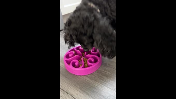 create authentic ugc video ads for your pet products