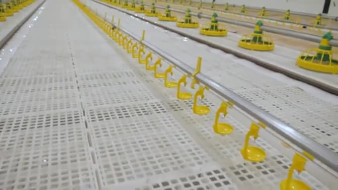 Layer Chicken Layout Design 2d,3d poultry layout,chicken house,poultry farm, broiler layer design ...