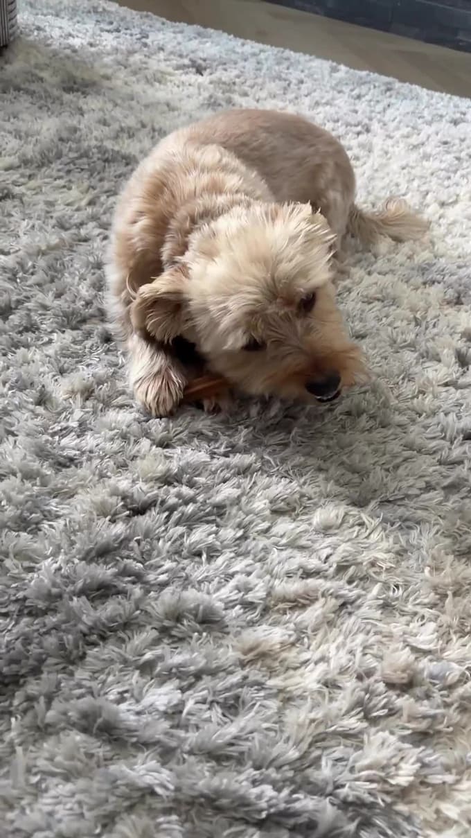 create elite dog content that converts