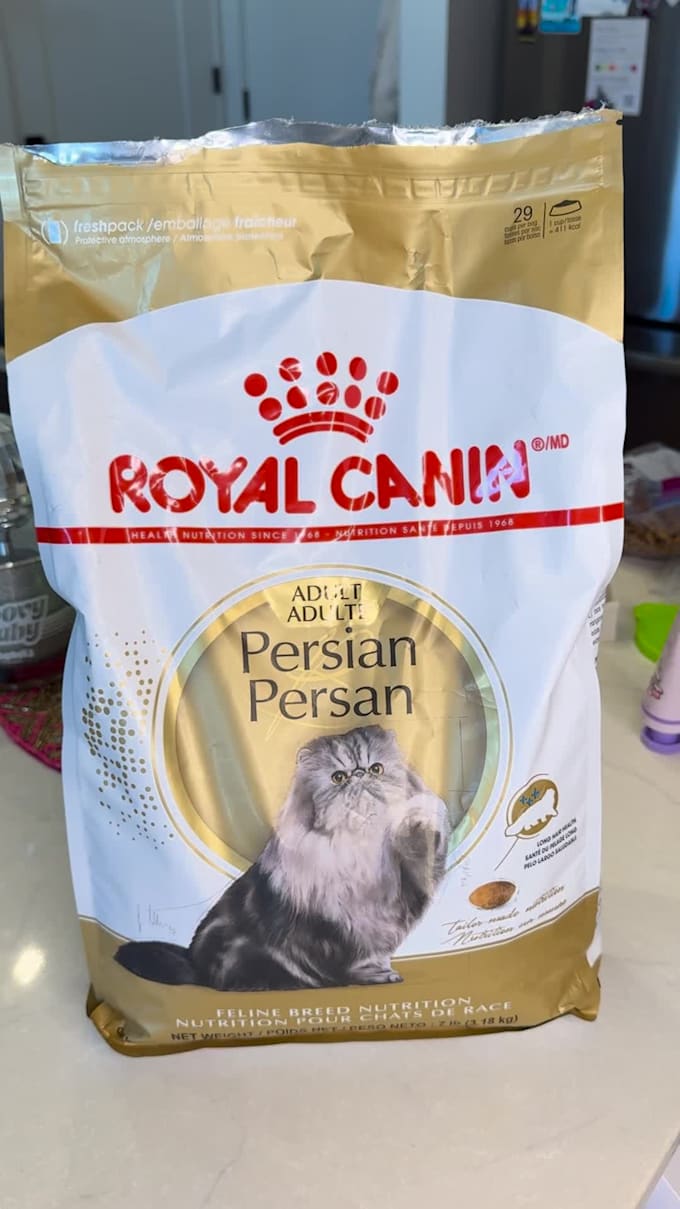 create engaging ugc videos with my persian cat for cat product brands