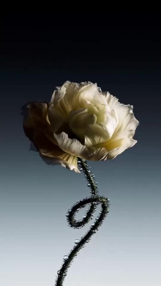 do 3d flower animation 3d plant animation