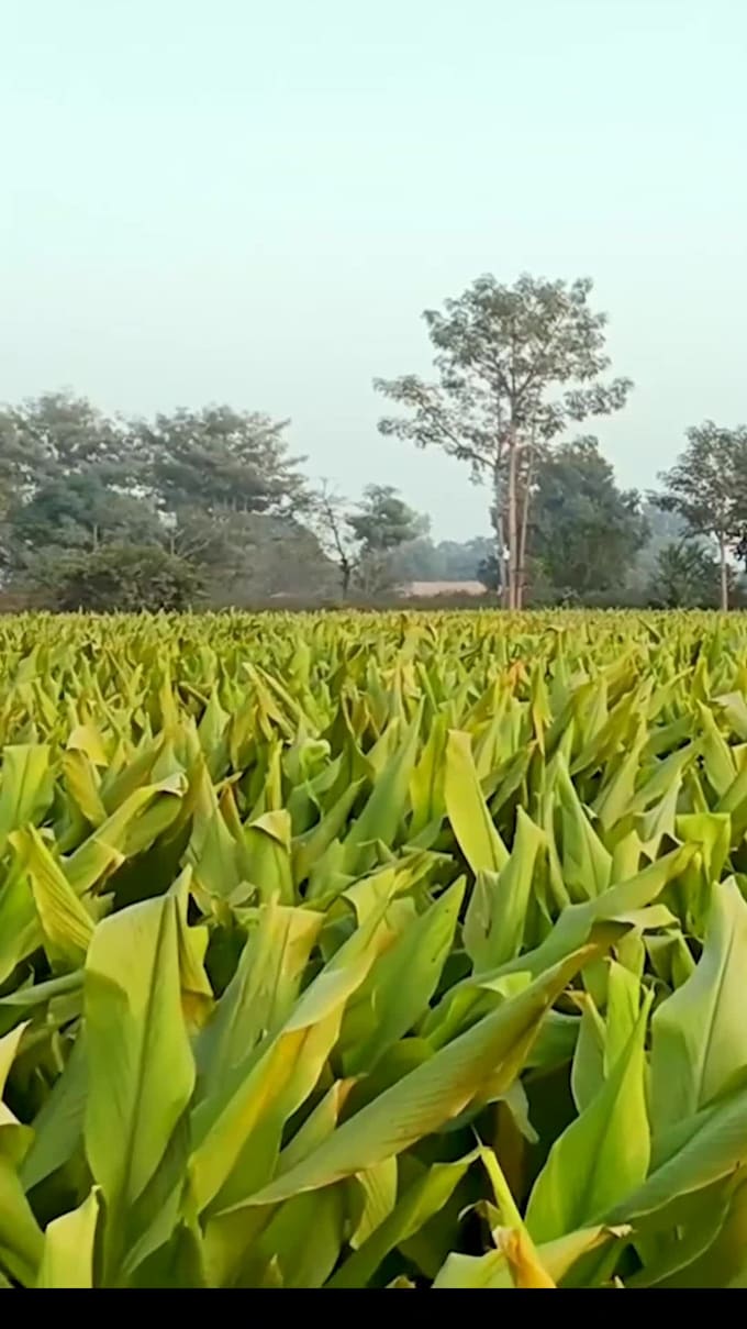 do professional kannada video editing