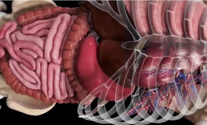 create 3d medical animation surgery anatomical 3d medical device explainer video
