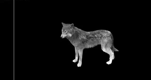Reate 3d animal animation,rig 3d animals, character, creatures, in maya ...