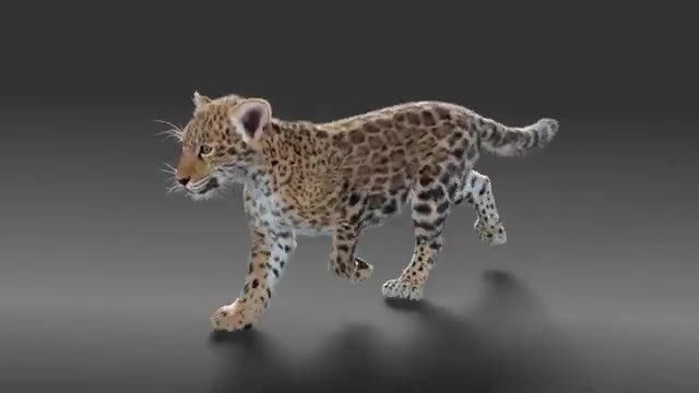 do 3d animal animation, 3d realistic animal model, 3d printing, vfx compositing