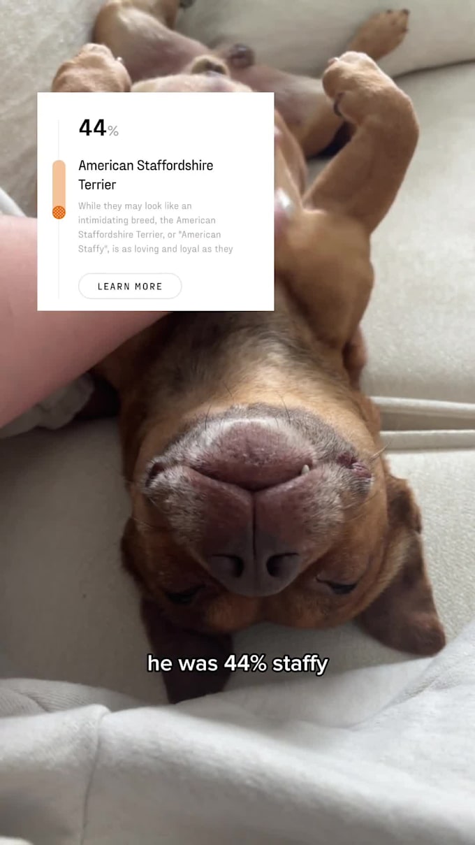 create dog ugc content for your brand