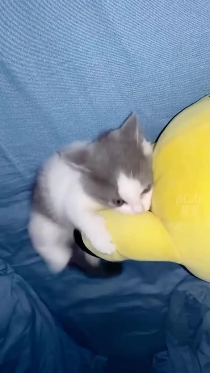 give you funny cats and dogs videos for youtube facebook within 24 hours
