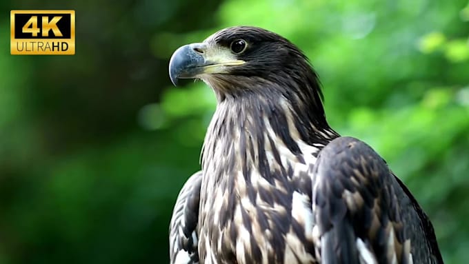 create and upload 4k wildlife, animal videos for youtube channel with SEO
