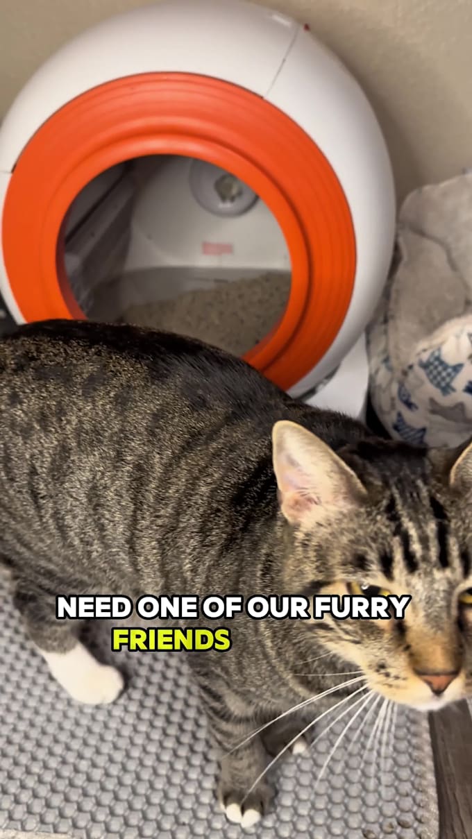 create ugc cat video ads for tiktok or instagram